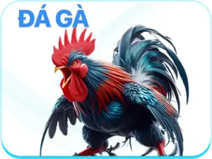 Đá gà 555win